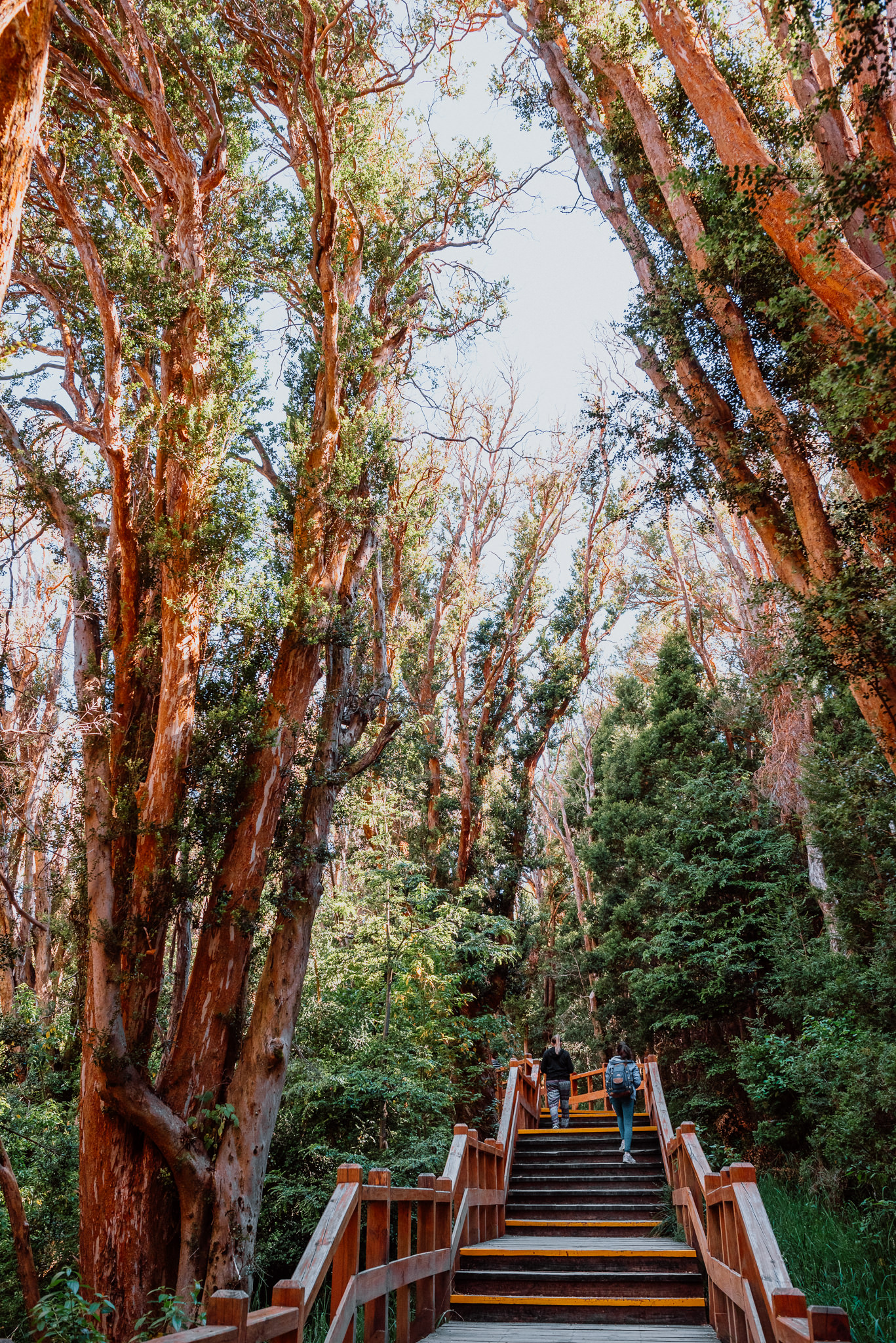 Navegación Isla Victoria y Bosque de Arrayanes con Traslado vista